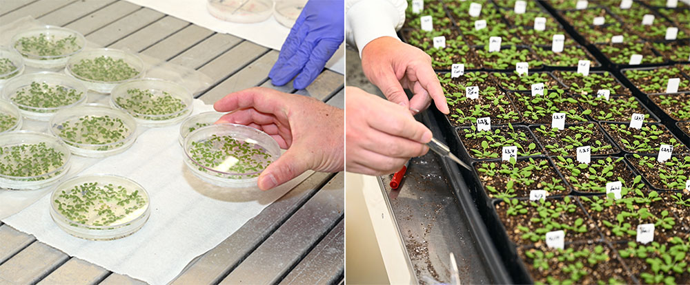 Arabidopsis plants