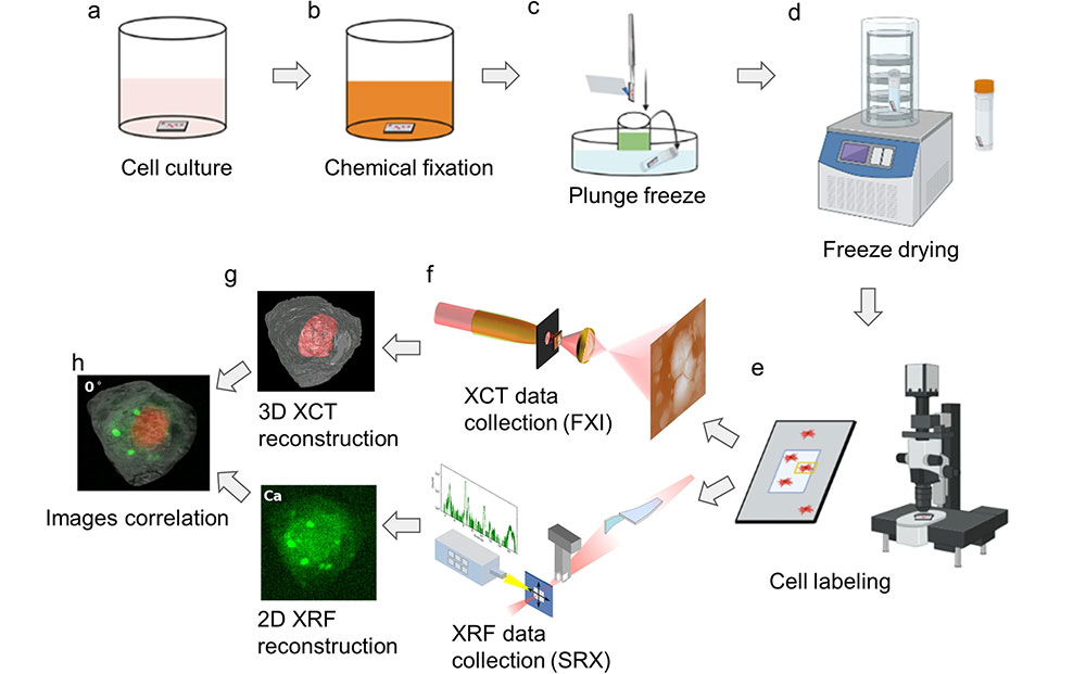 workflow of single-cell correlative X-ray imaging